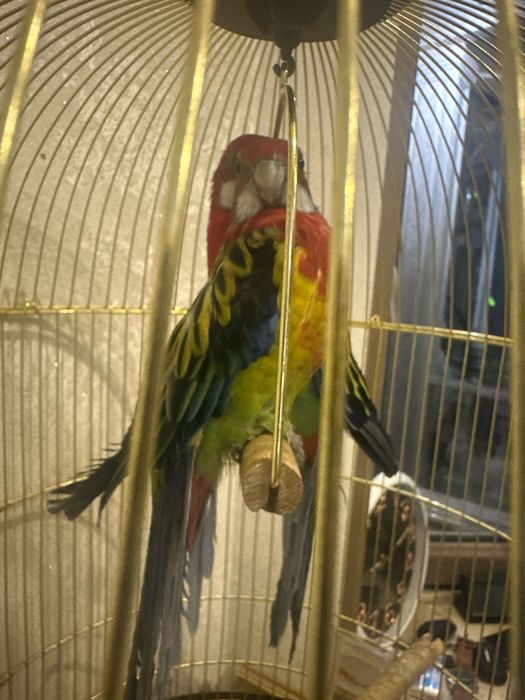 Продаю Папугаев Розелла. Рабочая пара.