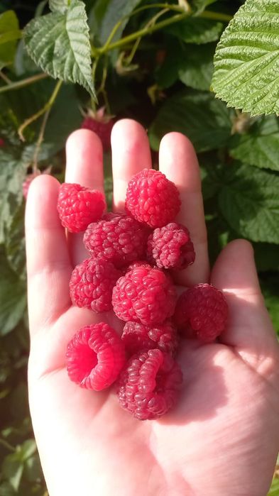 Продам домашняя малина