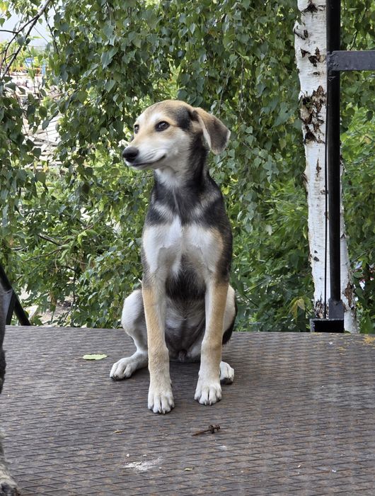 Собачка в Добрые Руки