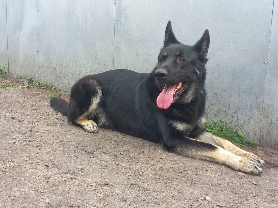 Вязка ищет подружку ВЕО