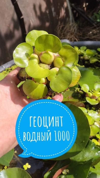 Цветы  комнатные