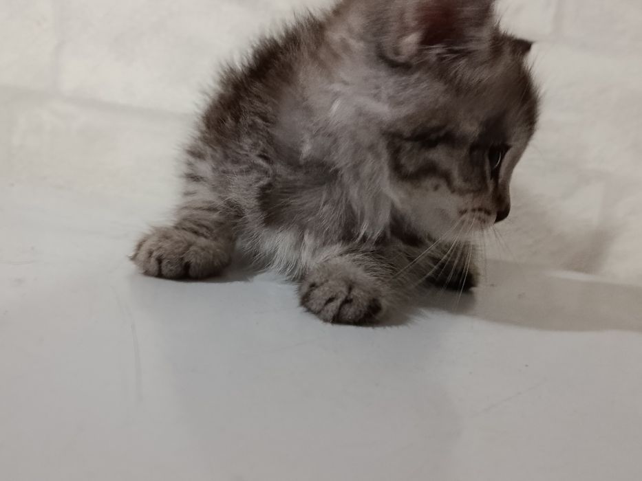 Продам британских котят