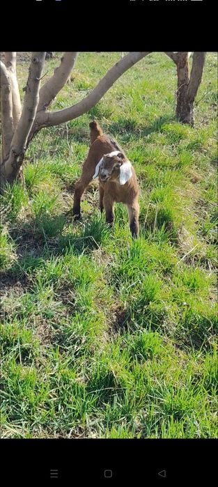 Нубийская козочка