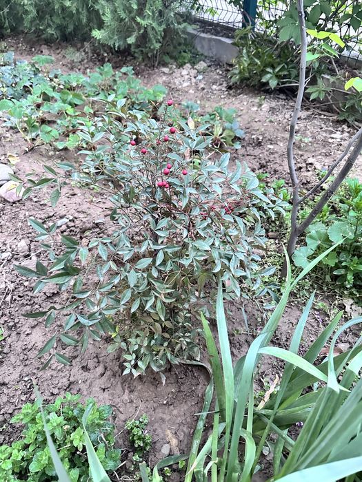 Вечнозеленый куст нандина 60 см