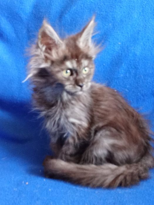 Девочки Мейн-Кун