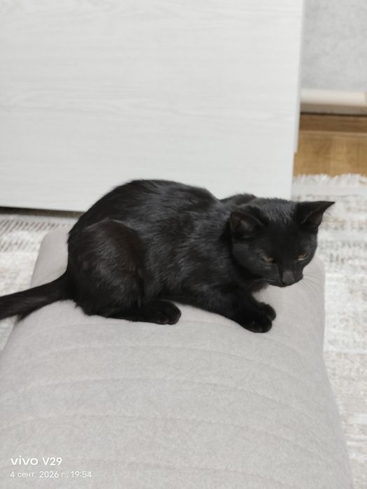 Отдам щенка и котенка