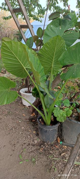 Каламондин (китайска мандарина )