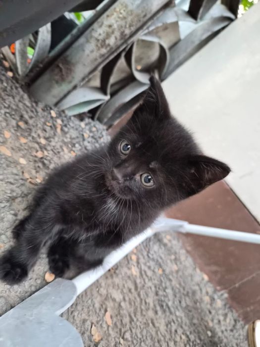 Котята бесплатно котики