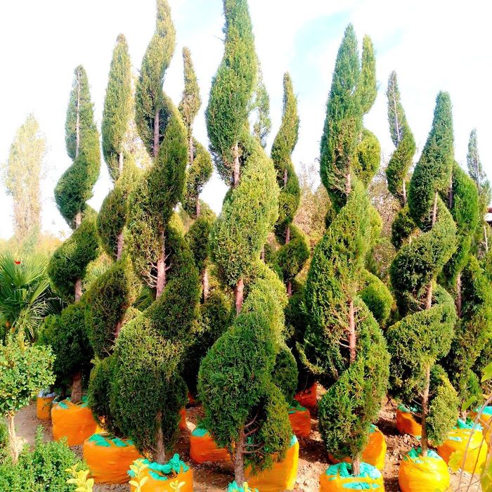 Majvenik spiral sotuvda