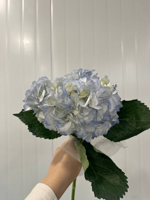 Пышные гортензии - объём, нежность и эффектный вид