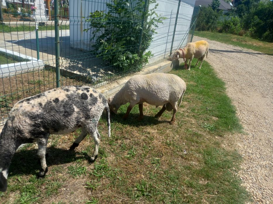 Berbec merinos de palas ruginiu, Berbec tigau florin si Berbec bulgaresc bel