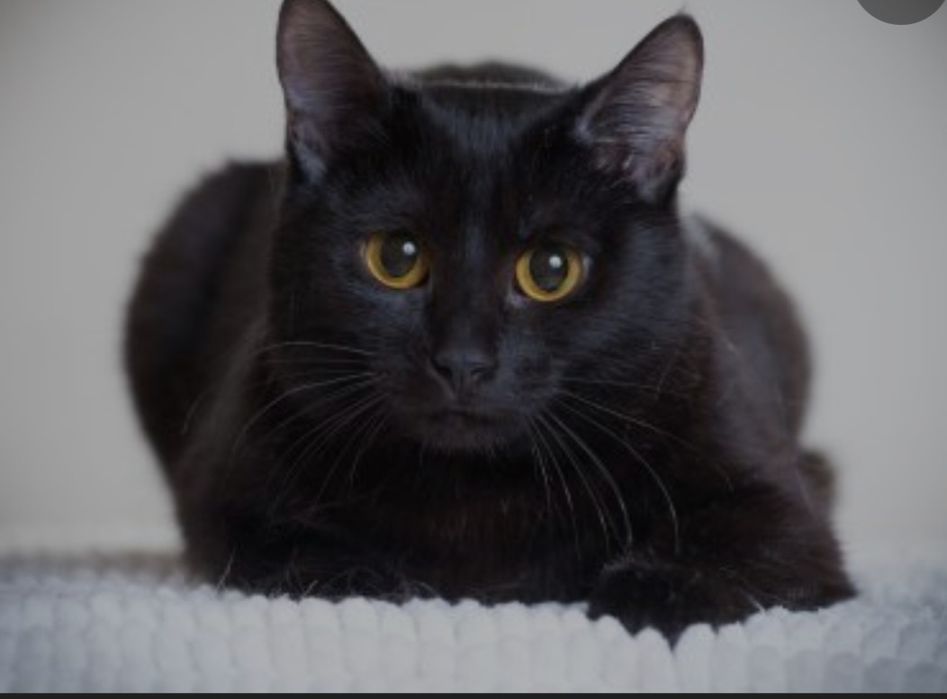 Adoptie pisic si pisica