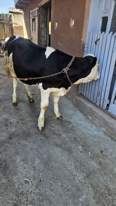 Vând o vițica bălțată