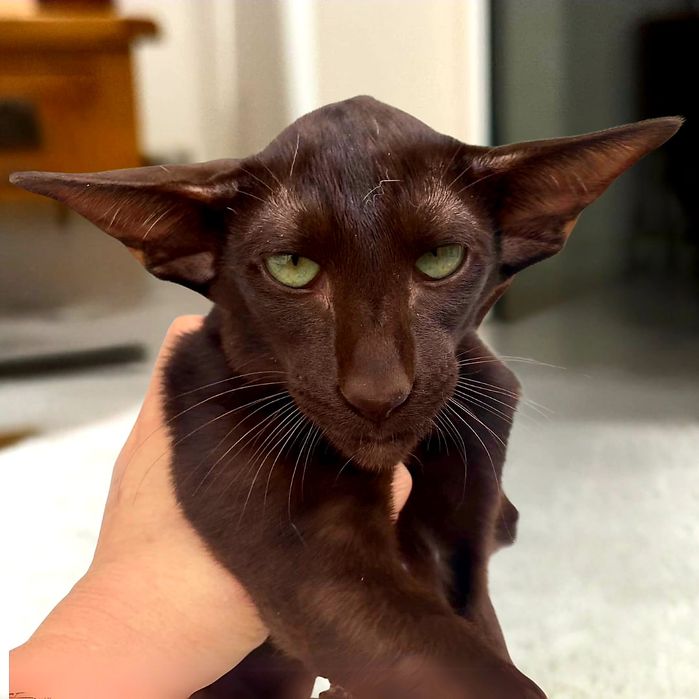 Ориентальные котята  с родословной