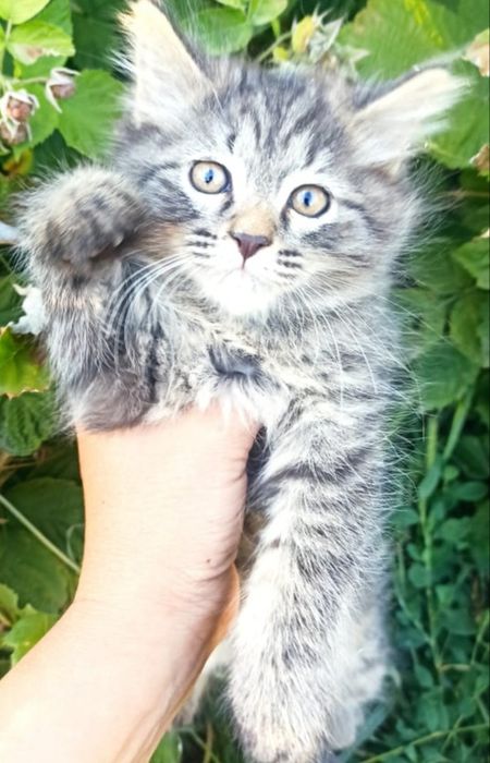 Отдам котят в добрые руки