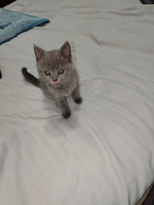 Зоттор мушук сотилади. Карши шаха