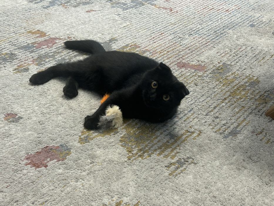 Котенок в добрые руки.