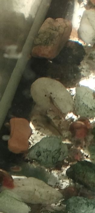 Креветки, трава,улитки