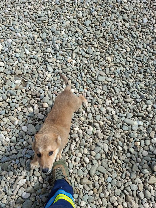 Cățelușe spre adopție