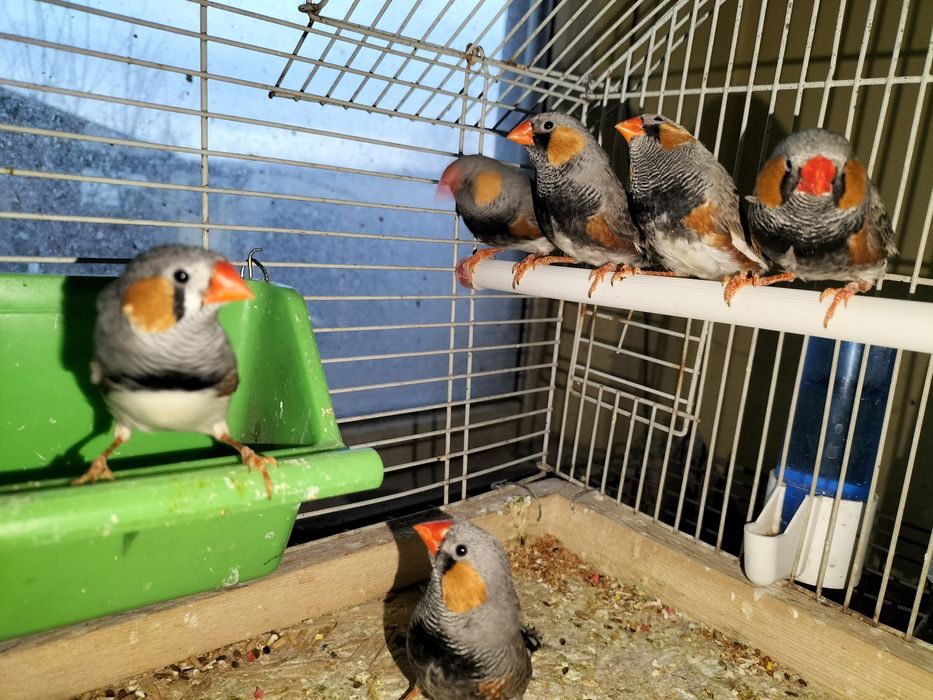 Pui de zebre australiene