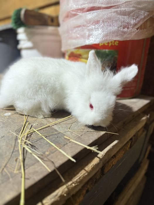 Cap de leu De vanzare