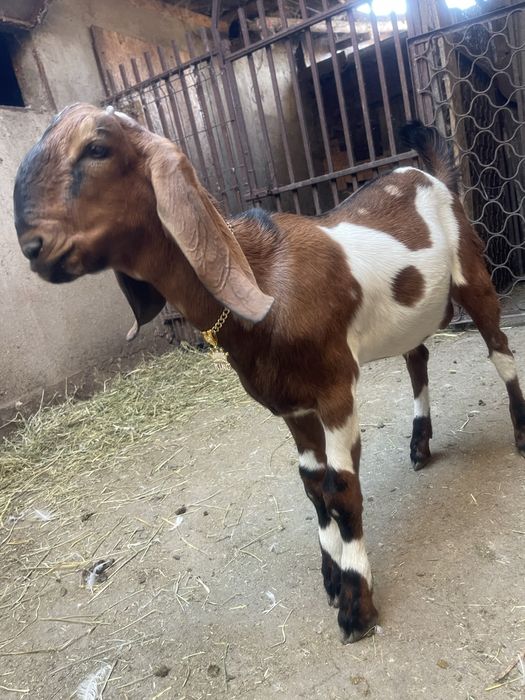 Vand tap anglonubian
