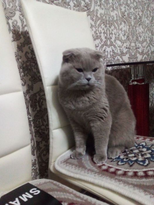 Продается кот скоттиш-фолд.
