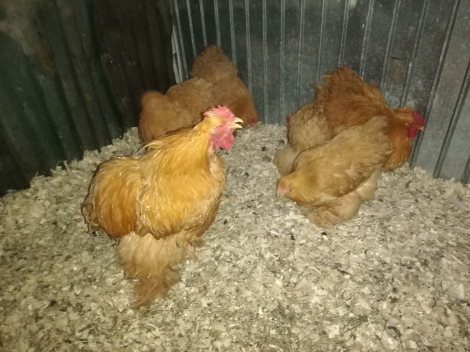 Cochinchina uriaș galben