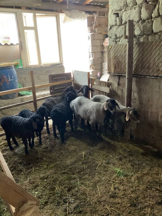 Куйлар сотилад келишилган народа дехкончилиг куйлар сифати ало йош куй