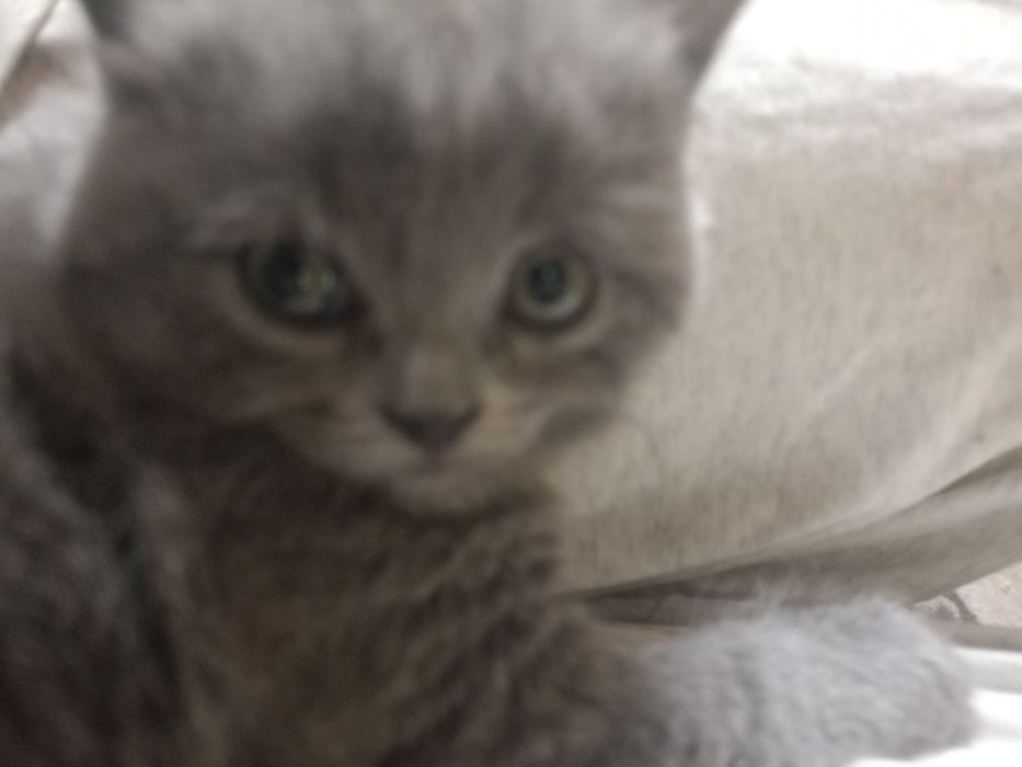 Котята британцев