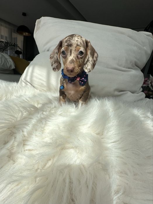 Teckel/dachshund miniatura