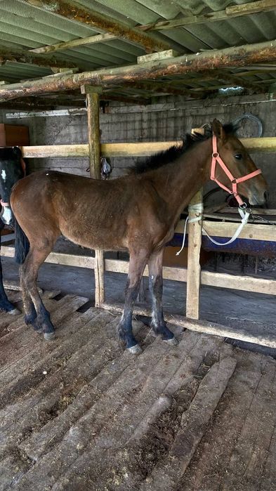 Тайлар   жеребцы