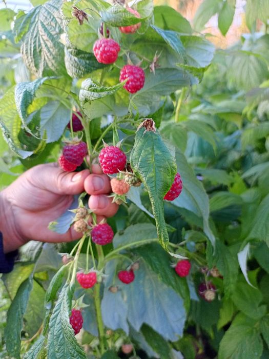 Малина ремонтантная