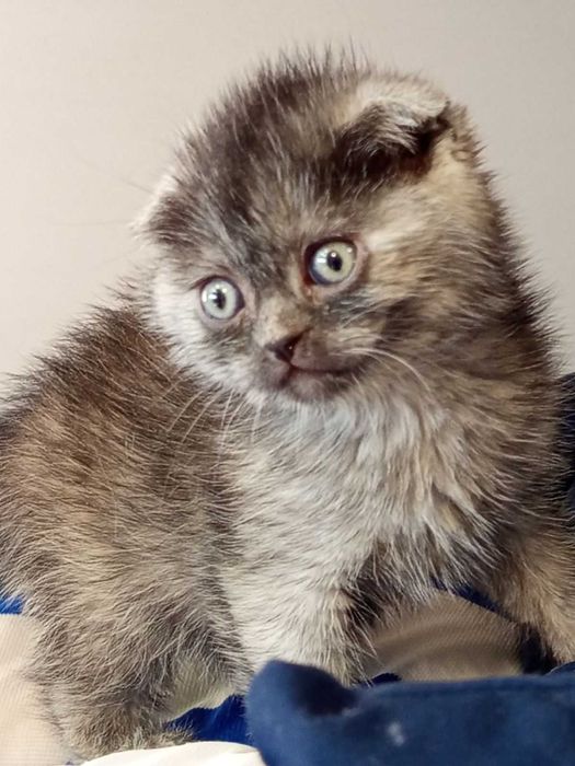 Шотландски клепоухи котенца