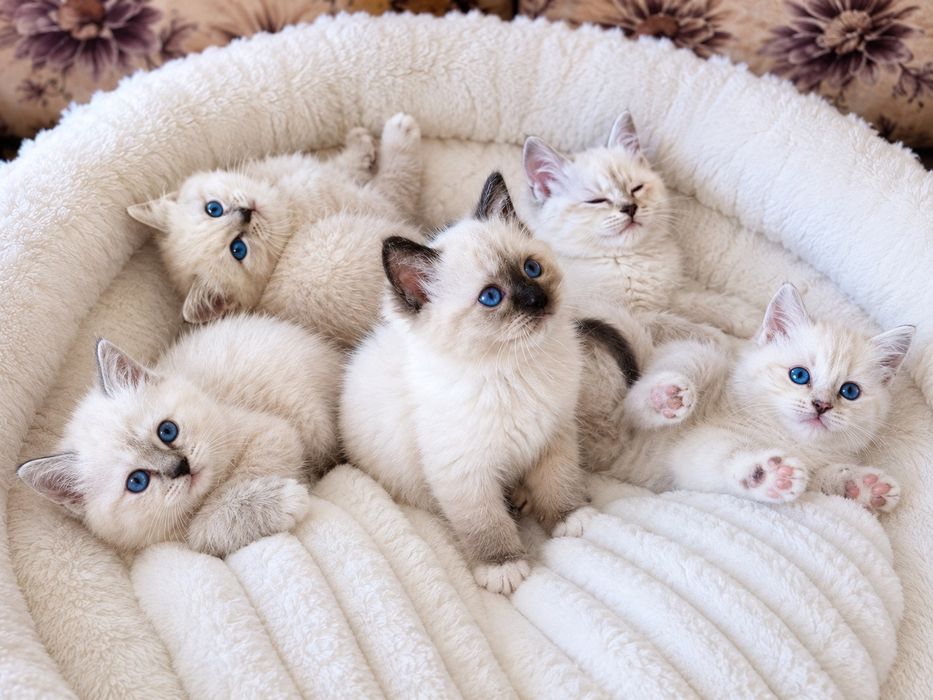 Puiuți ragdoll disponibili