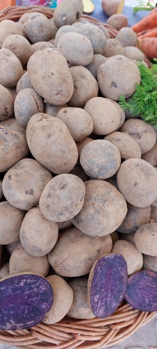 Cartofi mov de sămânță