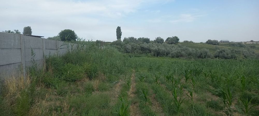 Chorva uchu yoki dacha qilish uchun yer sotiladi