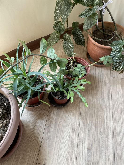 Комнатные цветы