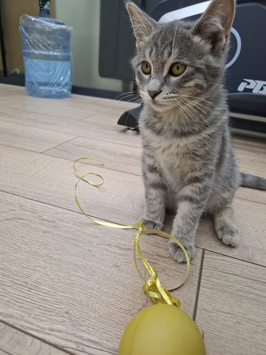 Котенок мальчик привитый