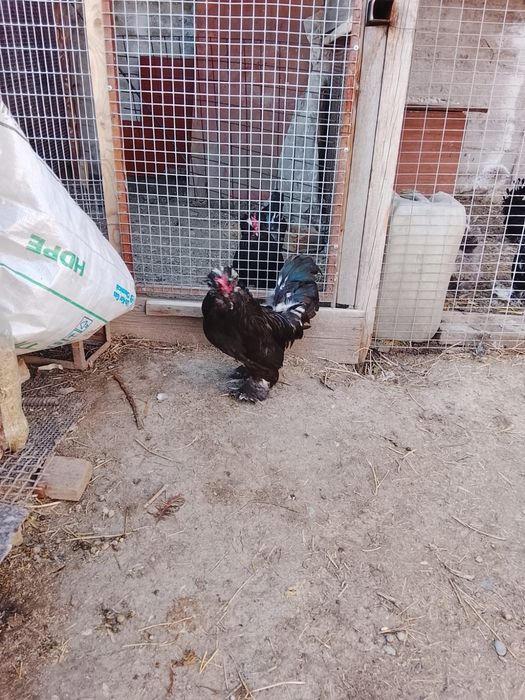 Продаю питушков султанок