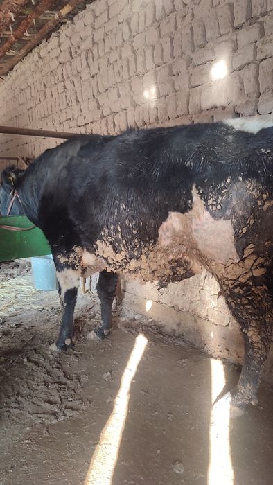 Осы 2 бас бұқа сатылады