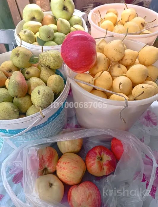 Продам дачу в обществе Химик