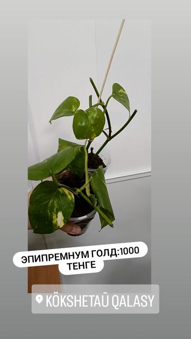 Комнатные цветы по 1000 тенге