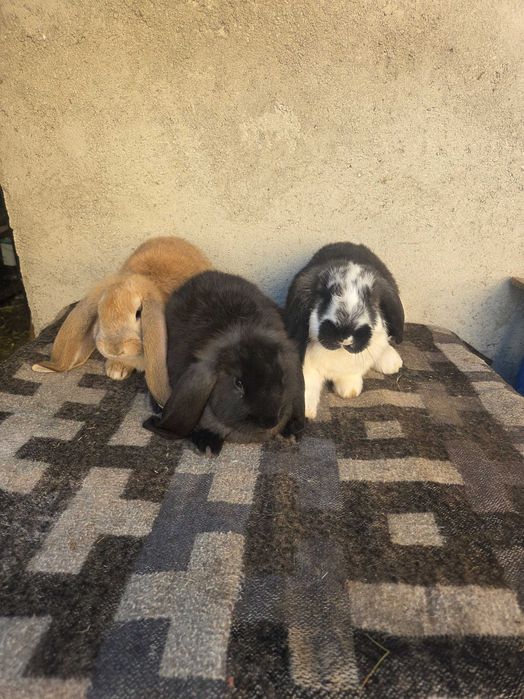 Super ofertă.  Iepuri berbec german