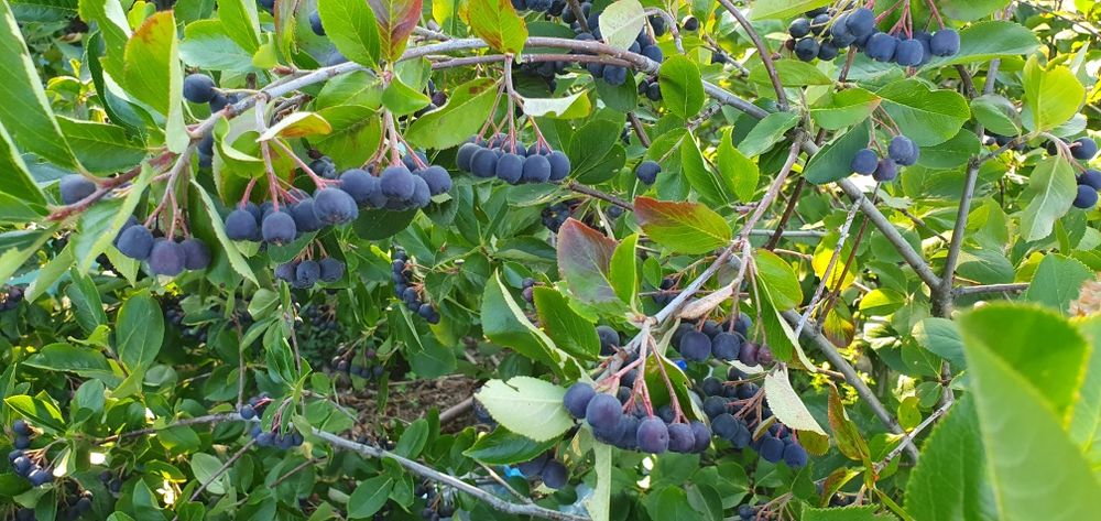 Vând fructe de aronia cultura bio