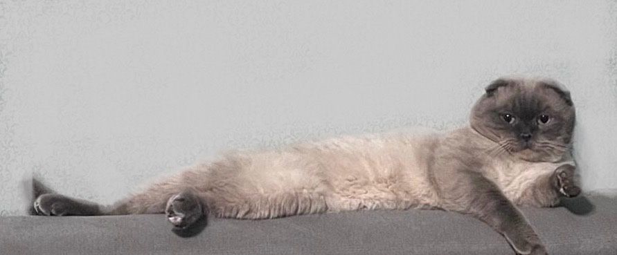 Кот ищет кошку для вязки