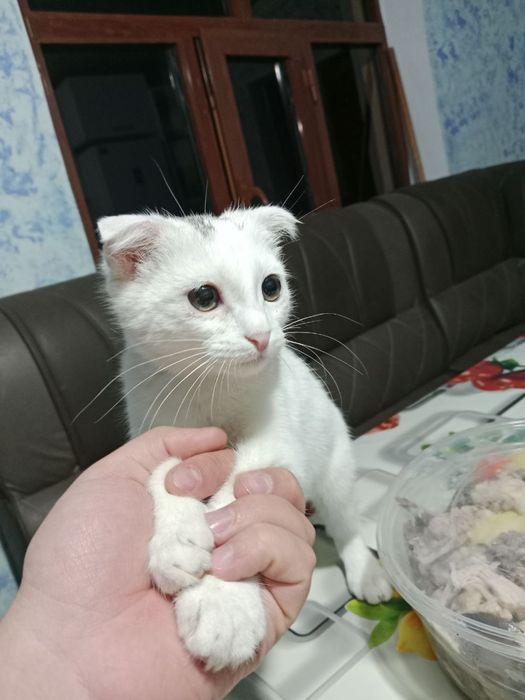 Котёнок 5 месяцев Scottish Fold