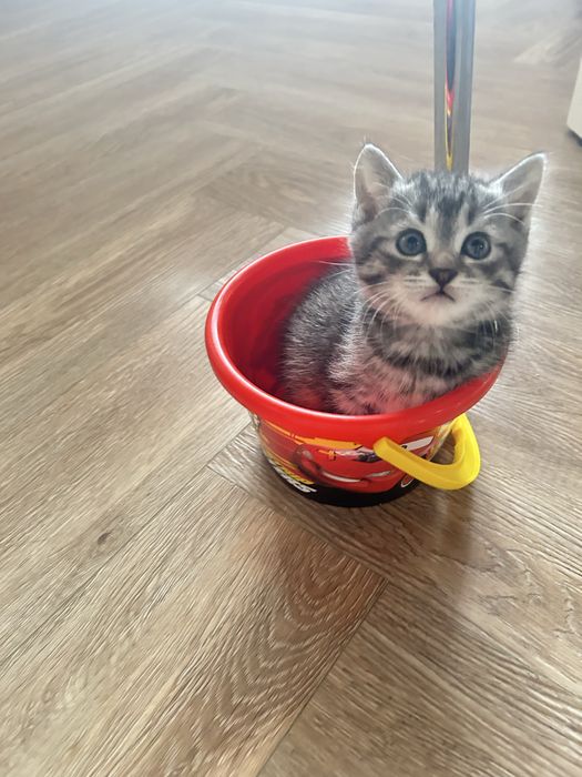 Девочка ищет хозяйку