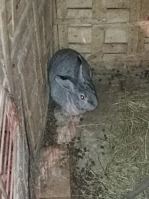 Кролики самка 8000 т