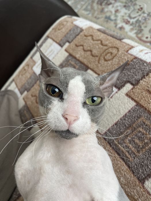 Кот породы сфинкс